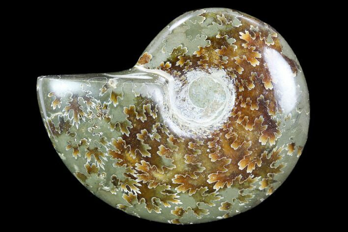 Polished, Agatized Ammonite (Cleoniceras) - Madagascar #119109